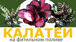 КАЛАТЕЯ на фитильном поливе: как растут Калатея Розеопикта Рози, Макоя и Лансифолия