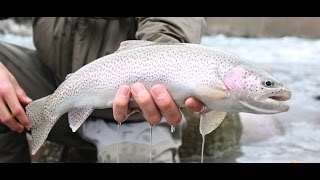 Vedder River VLOG || Feisty Trout!