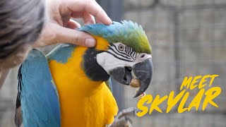 Blue and Gold Macaw