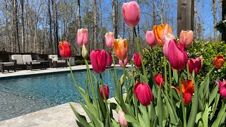 Planting and Weeding | Potting Geraniums 🌷🌺