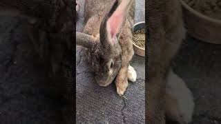 Does Anyone Else's Flemish Giant Rabbit Do This?