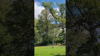 Tree and wind, Sweden 2024. İsveç ağaç, doğa ve rüzgar #sweden #tree #wind #nature #shorts #2024