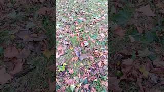 Squirrels and birds on yellow leaves