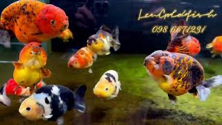 Ranchu Indo rực rỡ dưới ánh nắng tự nhiên