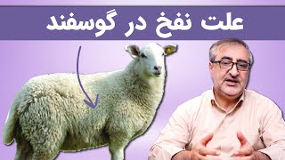 علت نفخ در گوسفند