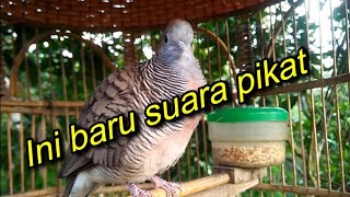 Suara Pikat Perkutut lokal dan perkutut lainnya