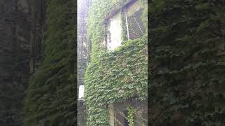 Boston Ivy: The Ultimate Low-Maintenance Plant #shorts