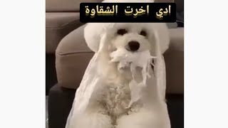 (فيديو كوميدي) الكلاب لما تمسك المناديل الورقية وتلعب بالمياه اخر شقاوة #كلاب_مضحكة #ناشونالجوغرافيك