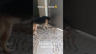 Friendship Tyson🐕 Shiba🐈 ❤❤