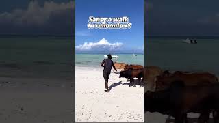 Paje Beach Cows stars, only in Zanzibar, Tanzania