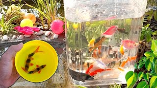 Serok ikan hias, ikan Glofish, ikan black ghost, ikan mas lucu, ikan komet, ikan manfish, cupang