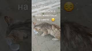 Нужна ли помощь животным, птицам,   живущих на улице ?