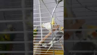 Funny Cockatoos | Exotic Birds showing off swinging skills