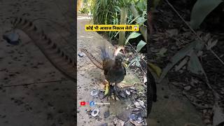 Mimicry artist Bird 🐦, Lyrebird #shorts #birds