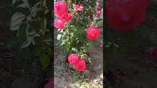 Beautiful Roses 🌹 😍 ❤️ #shorts video