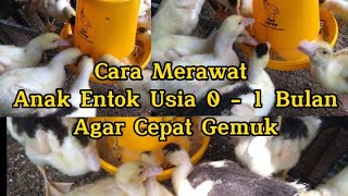 Cara Merawat Anak Entok Usia 0 - 1 Bulan Agar Sehat & Cepat Besar