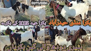 Bakra Mandi Hyderabad | Latest update today | bakra Eid 2025 | patari goat | date 06/11/2024