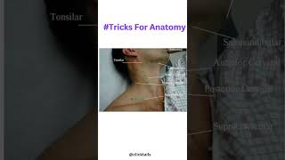 Neck anatomy tricks