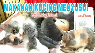 Makanan Sehat Mily Yang Sedang Menyusui | Tips Merawat Induk Kucing Menyusui