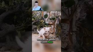 Завёл котёнка только ради охоты 🤔😮 #шортс *