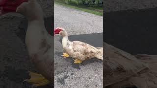 Why did the duck cross the road?