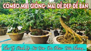 11/08. Mai Giống, Mai Đế Đẹp Ghép Nhiều Loại Giống Mới Cũ.☎0971.118.064