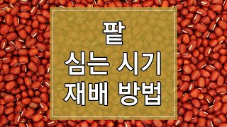 2023년 팥 심는 시기 및 재배방법 알아보기