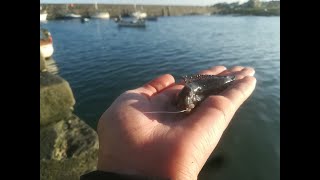 BLENNY FISHING: How To Catch Blennies - Northern Ireland