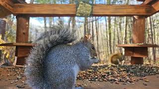 Gray and red squirrel | #chipmunks_and_squirrels on #Twitch