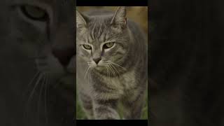 Kucing Rileks Viral - Relaxing Cats #shorts #fypシ