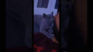 Attention seeker british shorthair kitten 🐱 #britishshorthair #love #cute #funny