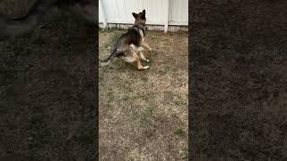 Charlie plays fetch #shorts #germanshepherdpuppy #viraldogsvideos #cutedogs #subscribe