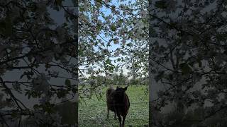 Who Is Waiting Under The Apple Trees? (Answer: Sarah the Cow)