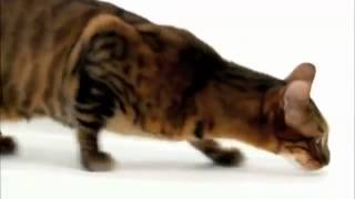 Cats 101  Toyger