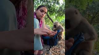 Langur ji mere ko bhi kaat liye khujli vaale kide ne