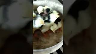 anak ayam bangkok warna putih