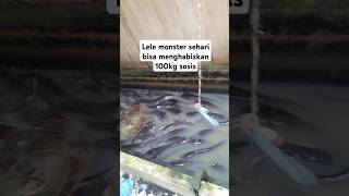 Lele monster bisa menghabiskan 100 kg perhari sosis #viralvideo #food #stitch #mukbang #ikan #rakus