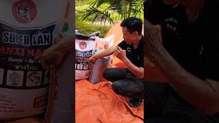 Sử dụng Lân để bón cho cây Dừa bị vàng lá #võ_quang_sơn #coconut #shortvideo