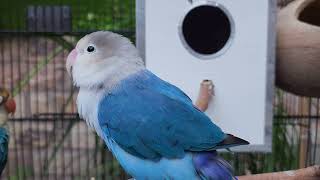 Blue Love bird , 3 love birds in one cage, playing and enjoyong.