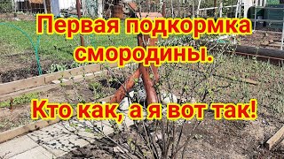 Первая подкормка смородины  Кто как, а я вот так