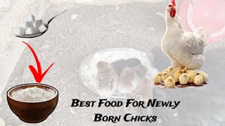 Best Food For Newly Born Chicks | First Day Food For Chicks | House Poultry|