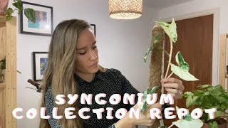 Repotting my Syngonium Collection | Combining Plants into One Pot | Variegated Syngonium Repot