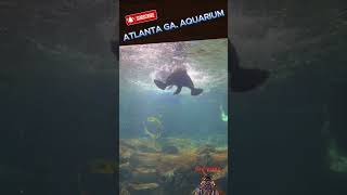 OTTERS WRESTLING ATLANTA GA. AQUARIUM #jaykennemer #animals #sea #adventure #shorts #viralshorts