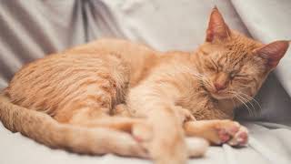 Cat snoring sound effect