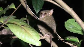 Stumbled Across This Spectral Tarsier While Spotlighting!