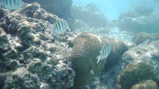 Snorkelen Port Marie Curacao