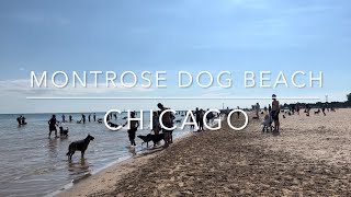 [4K] Downtown Chicago, IL US - Montrose dog beach