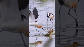 Mallard mom protect babies from Avocets #birds #wildlife #birdlovers