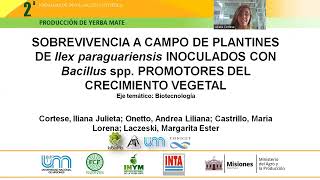 20  Sobrevivencia a campo de plantines de Ilex paraguariensis inoculados con Bacillusspp  promotores