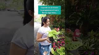 FUI A COMPRAR TIERRA AL VIVERO Y ESTO PASO 😱😶‍🌫️| VIVERO | PLANTAS DE INTERIOR | Flor Soñada 🌺